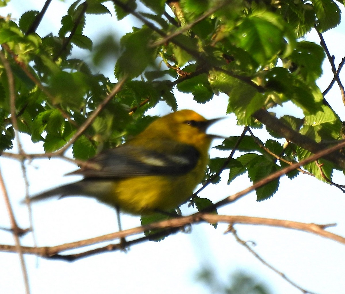 Blue-winged Warbler - Jennifer Bowman