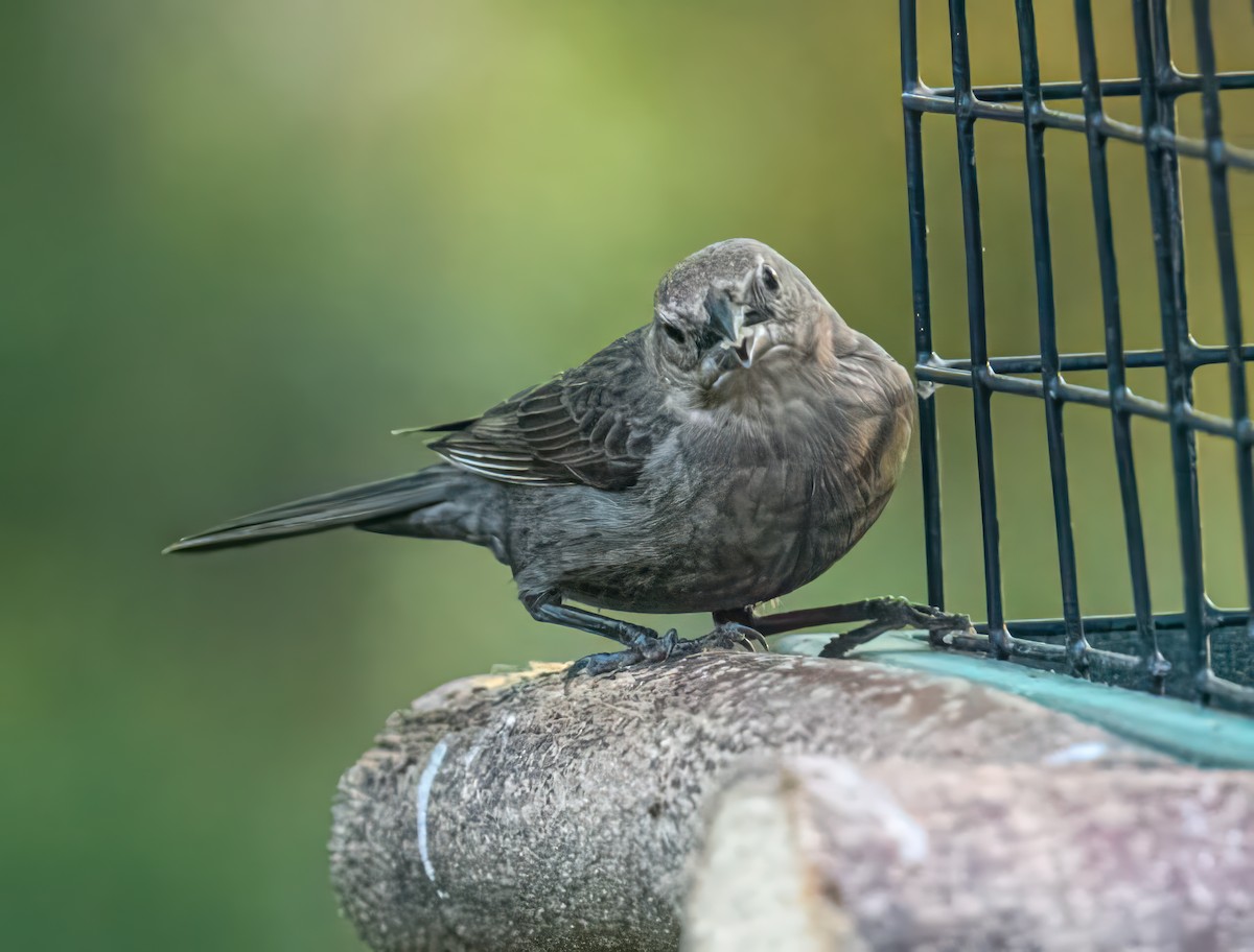 Brown-headed Cowbird - Bert Filemyr