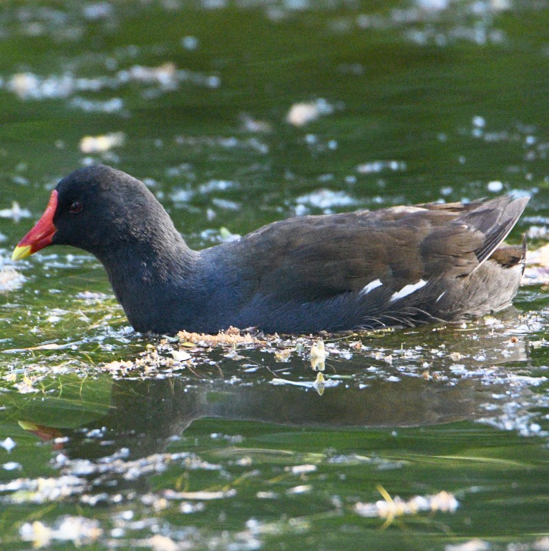 Eurasian Moorhen - ML618150419