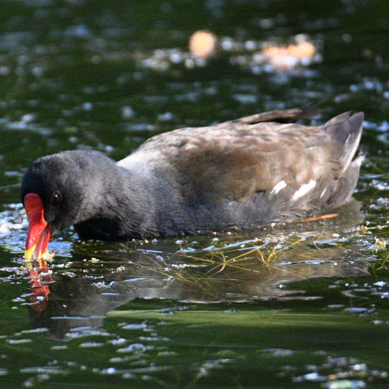 Eurasian Moorhen - ML618150420