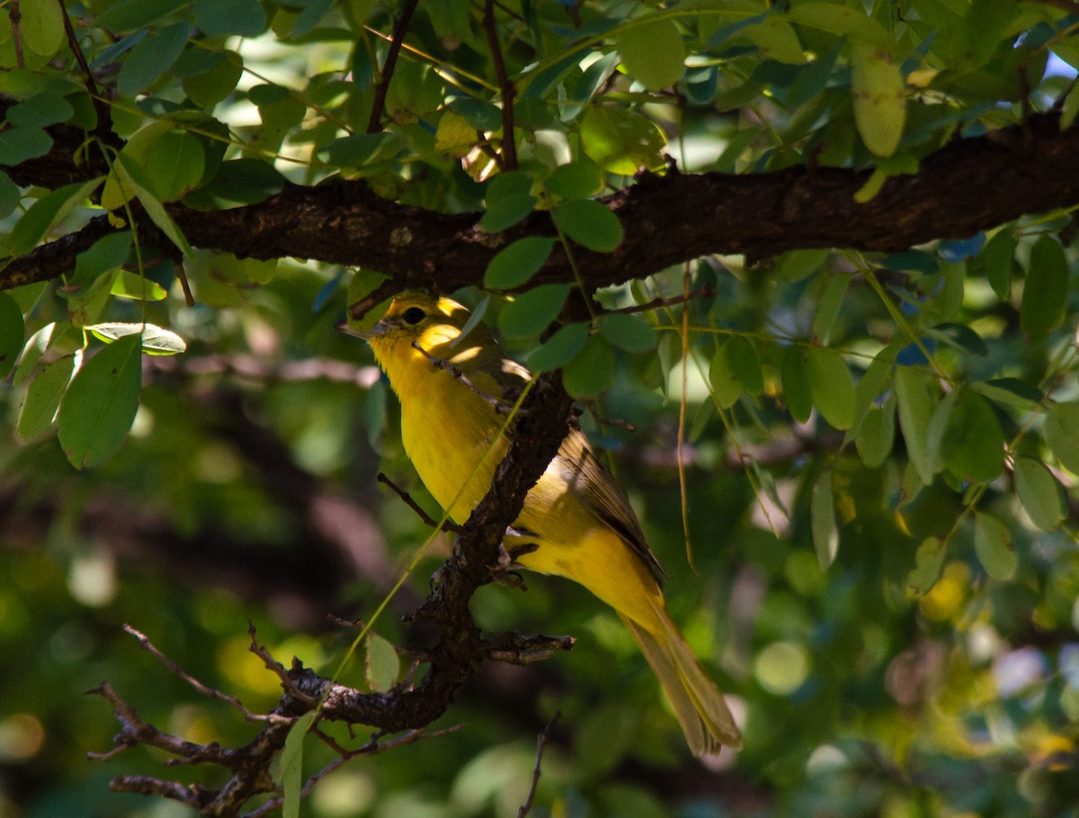 Hepatic Tanager - Iván Eroles