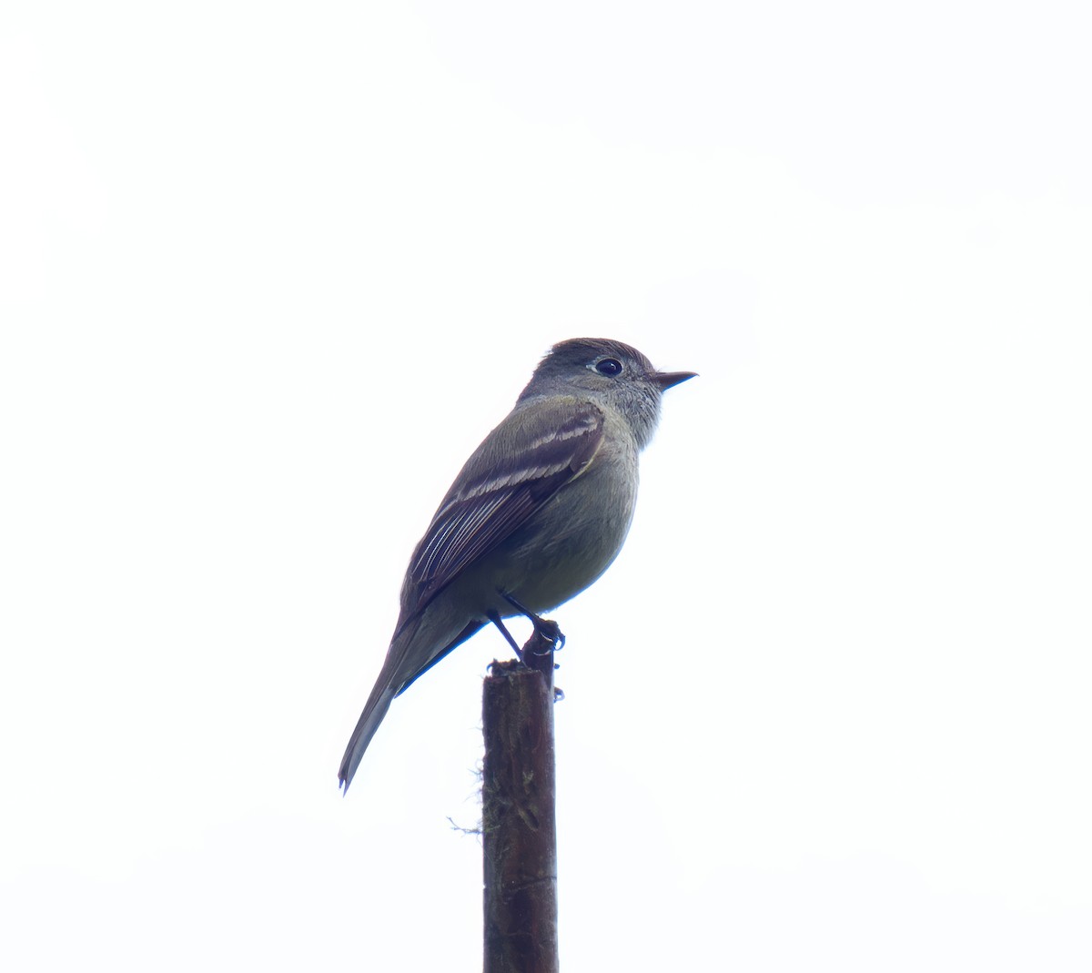 Hammond's Flycatcher - Hal Sadofsky