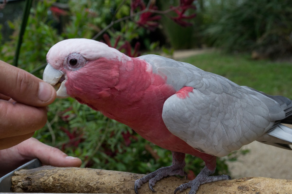 Galah - Warren Schultze