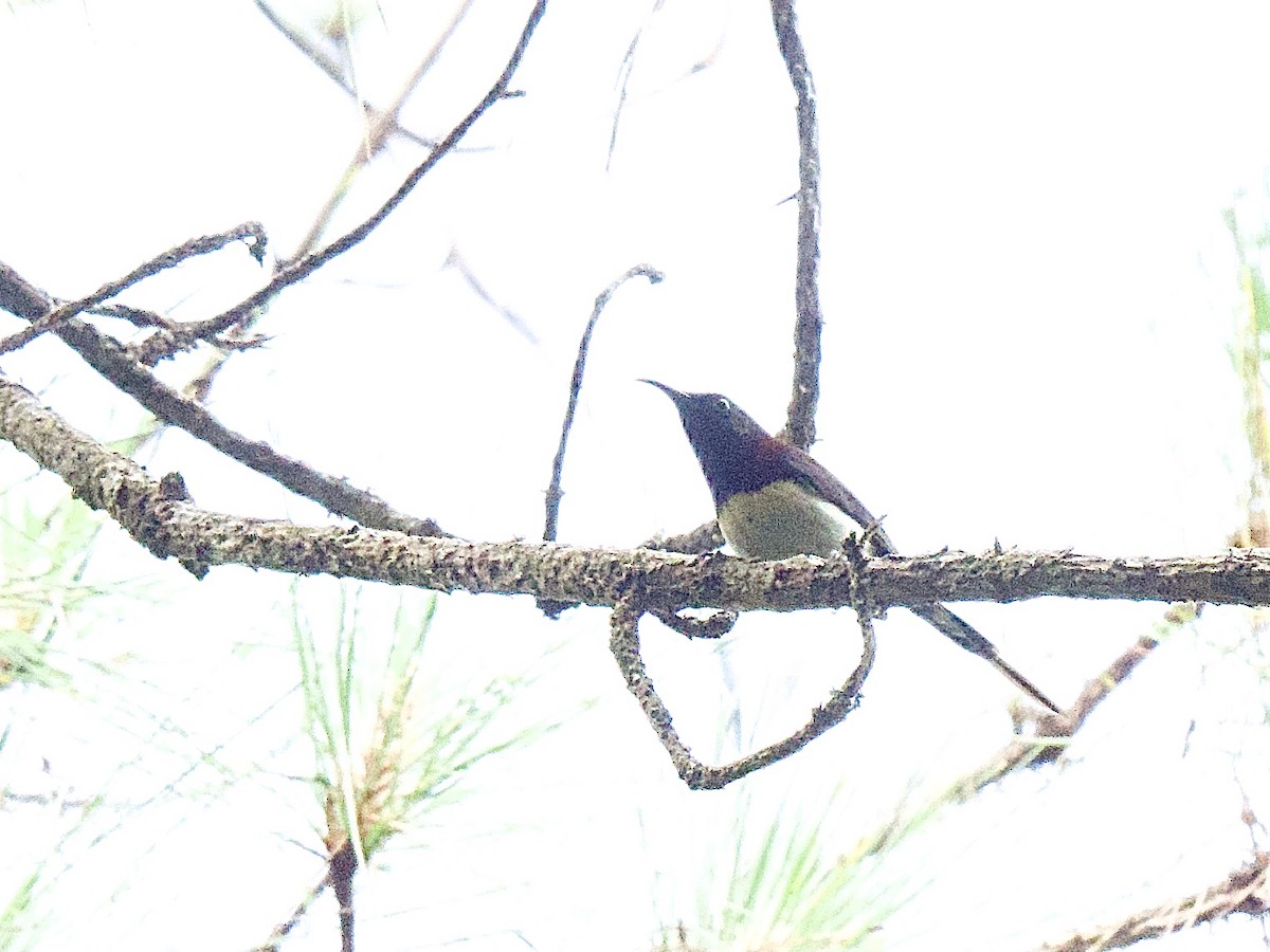 Black-throated Sunbird - Craig Rasmussen