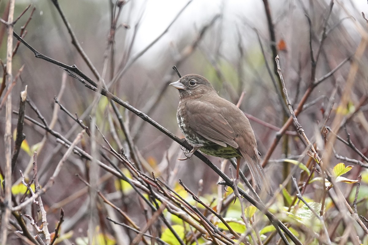 Fox Sparrow - ML618150539