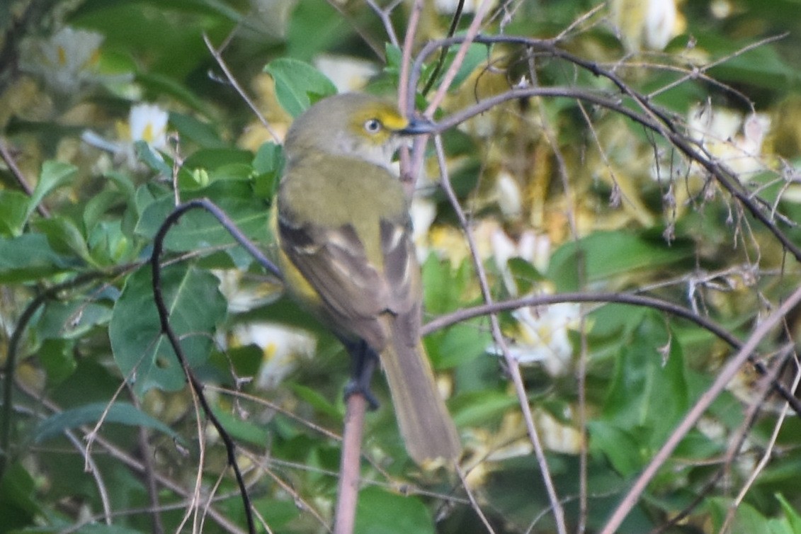 White-eyed Vireo - stephen johnson  🦜