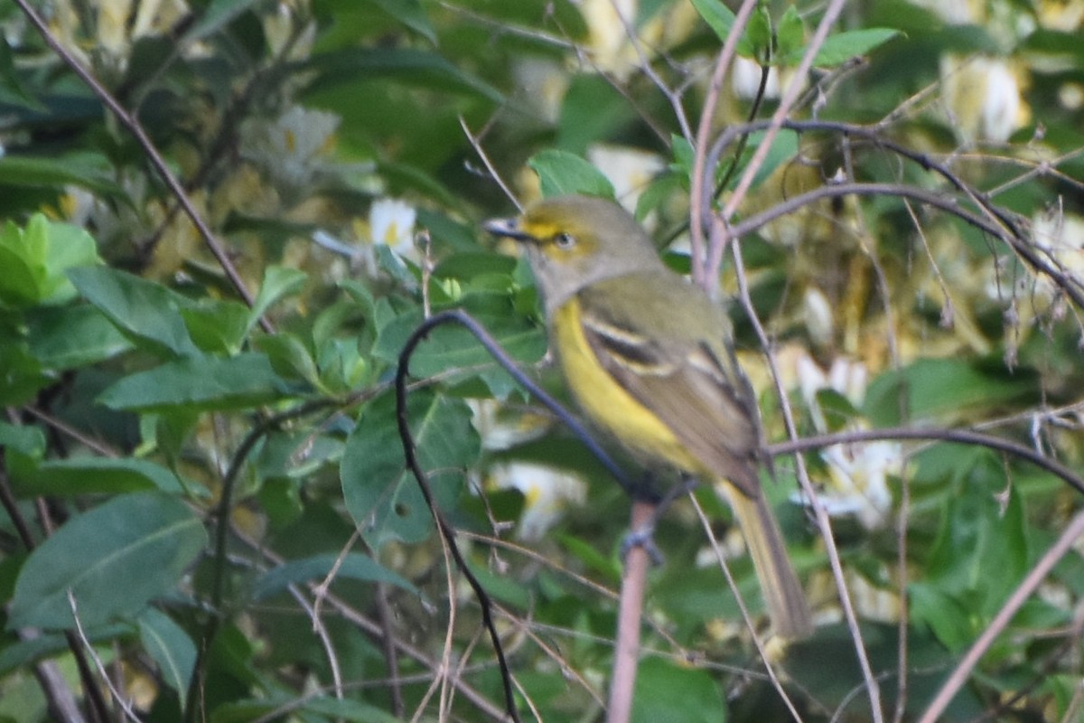 White-eyed Vireo - stephen johnson  🦜