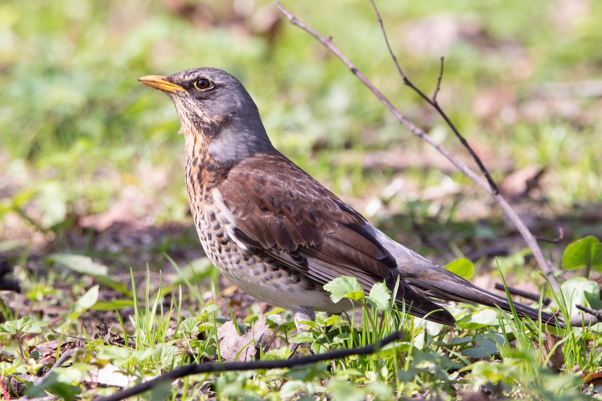 Fieldfare - Tim Isaev