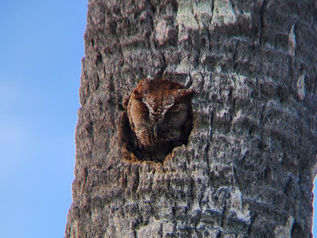 Eastern Screech-Owl - Timothy O'Leary