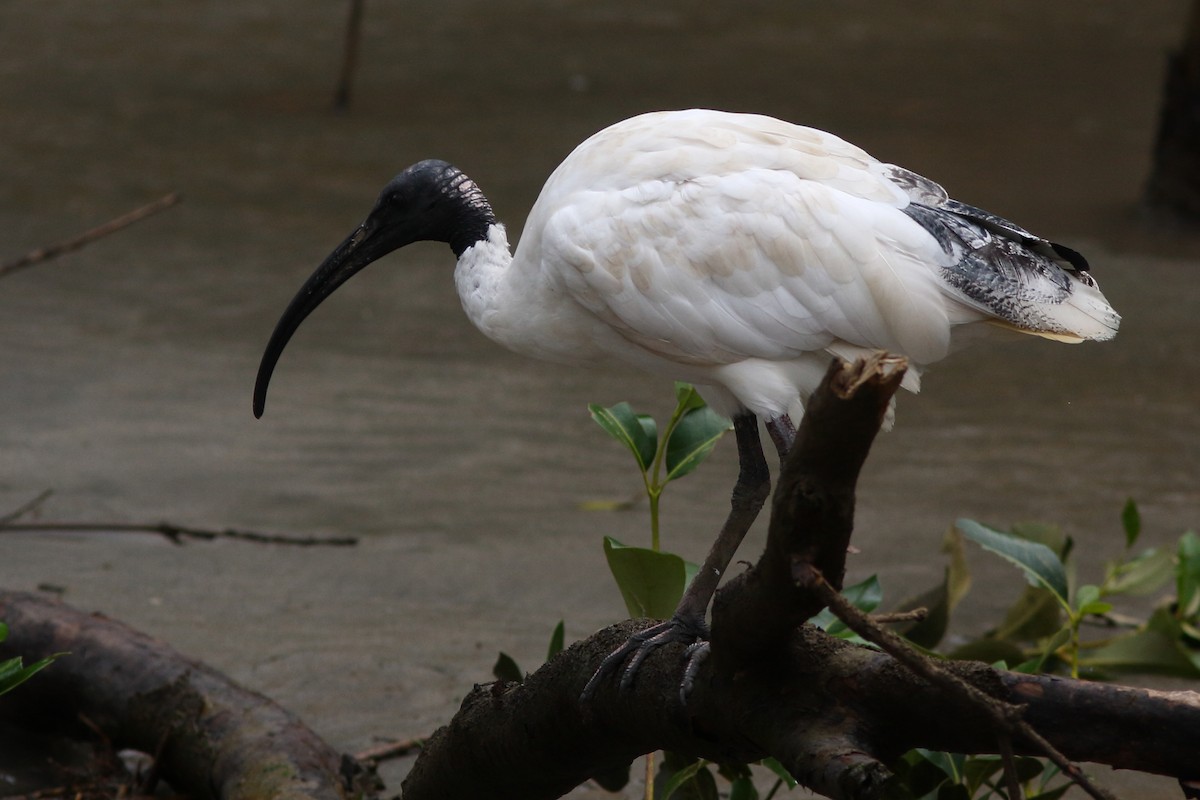 Ibis à cou noir - ML618150555