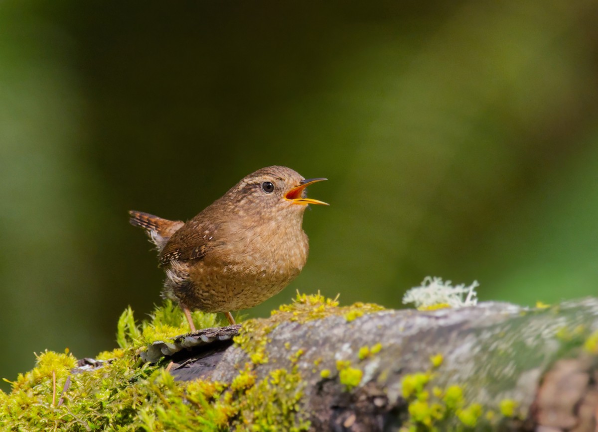 Pacific Wren - Hal Sadofsky