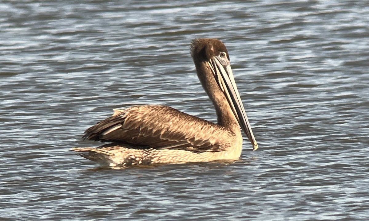 Brown Pelican - ML618150570