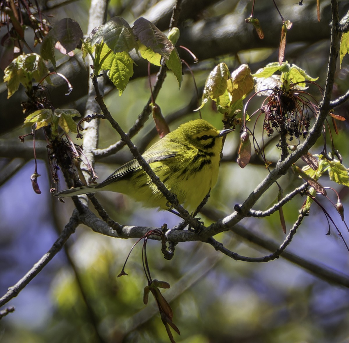 Prairie Warbler - Marisa Hernandez