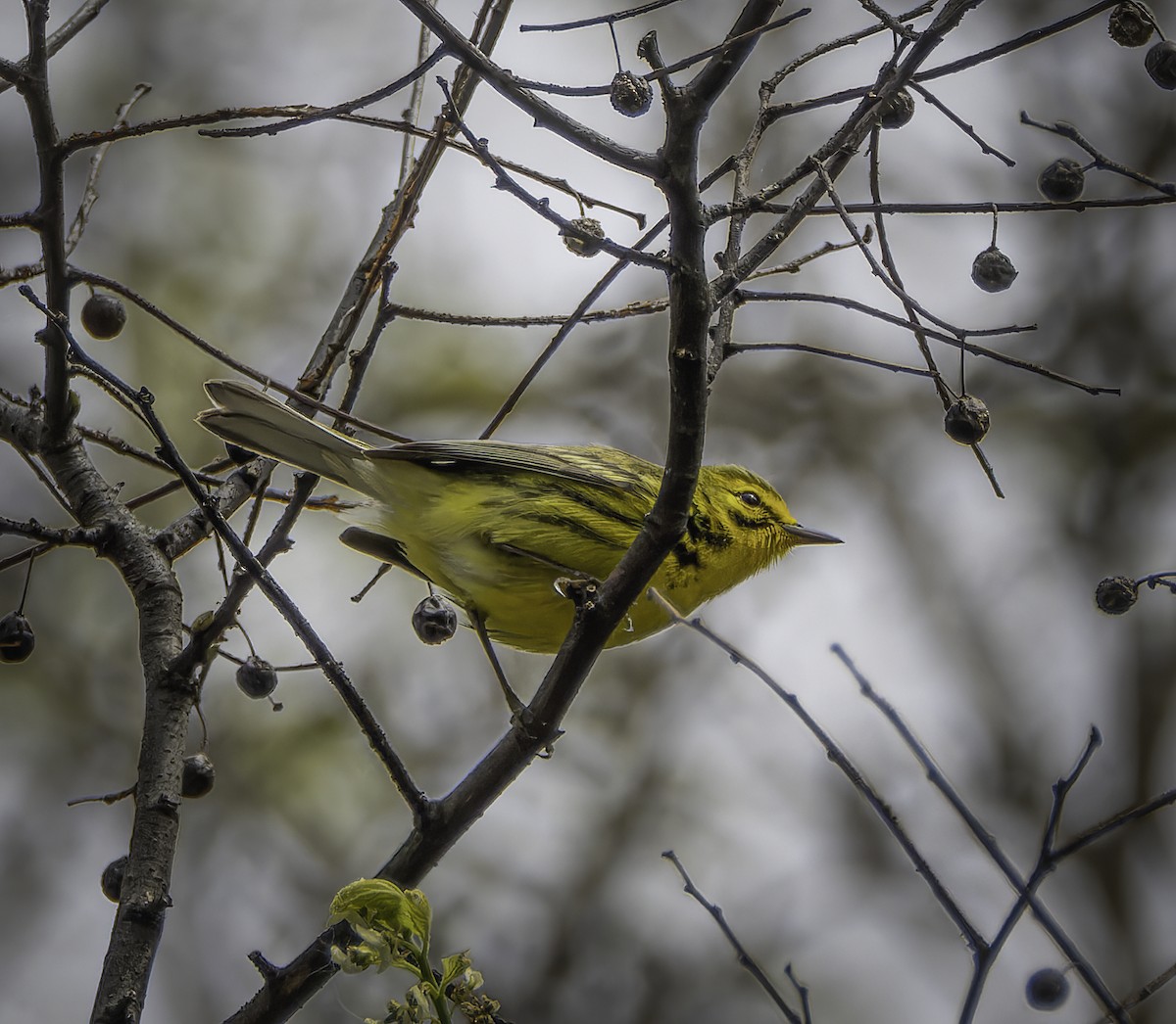 Prairie Warbler - Marisa Hernandez