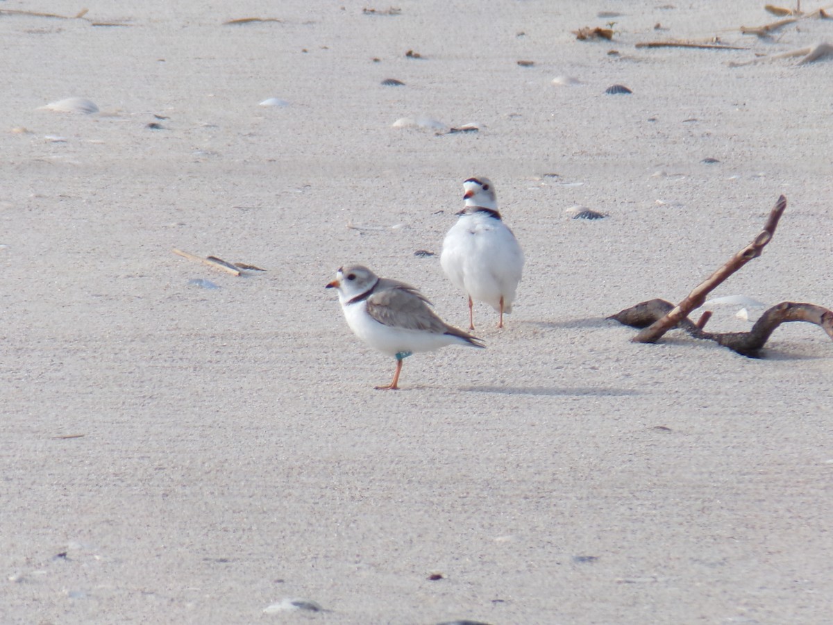 Piping Plover - Aquiles Enriquez