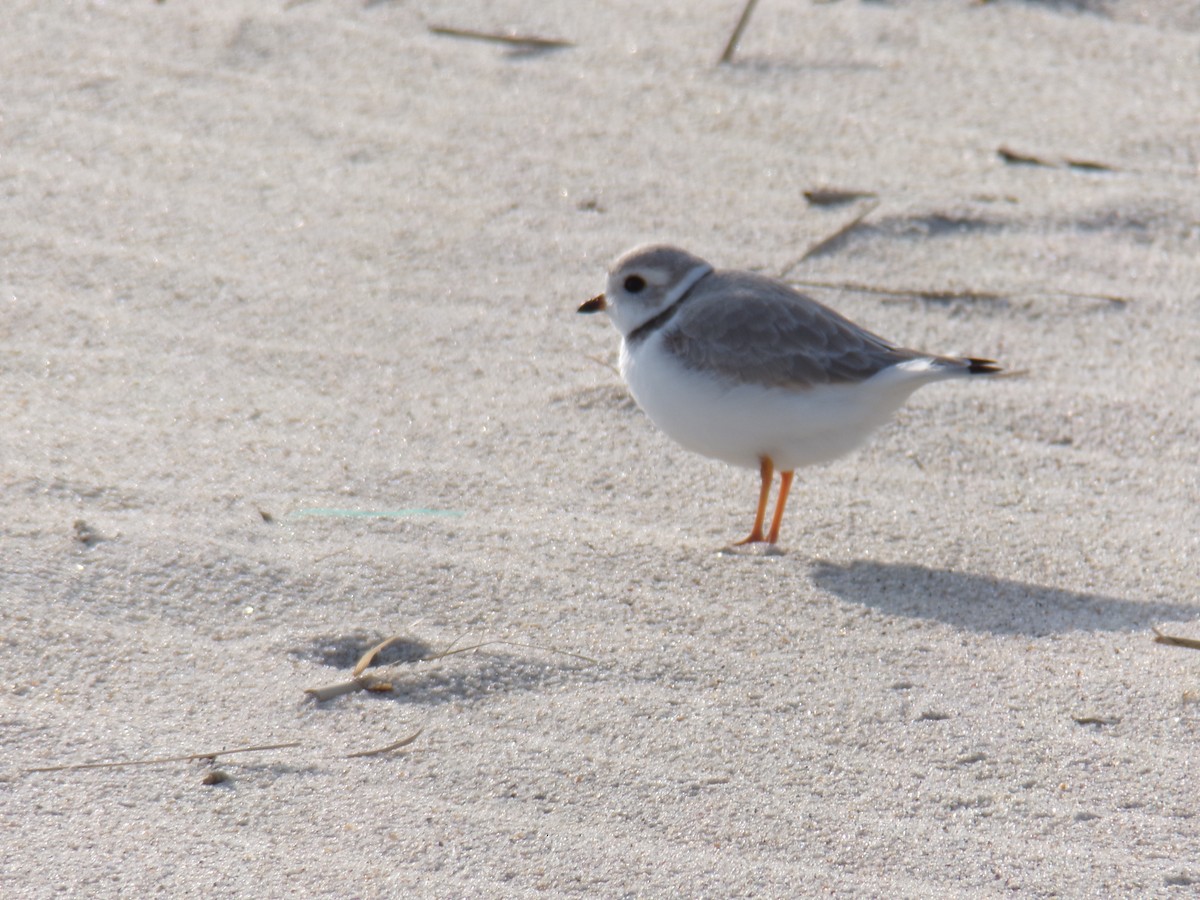 Piping Plover - ML618150627