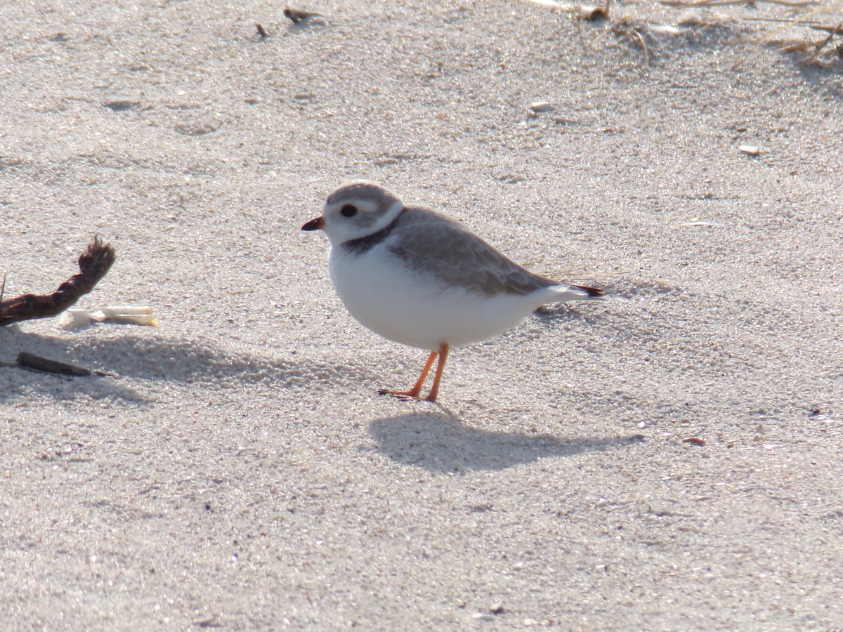 Piping Plover - Aquiles Enriquez