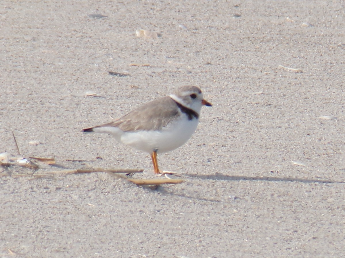 Piping Plover - Aquiles Enriquez