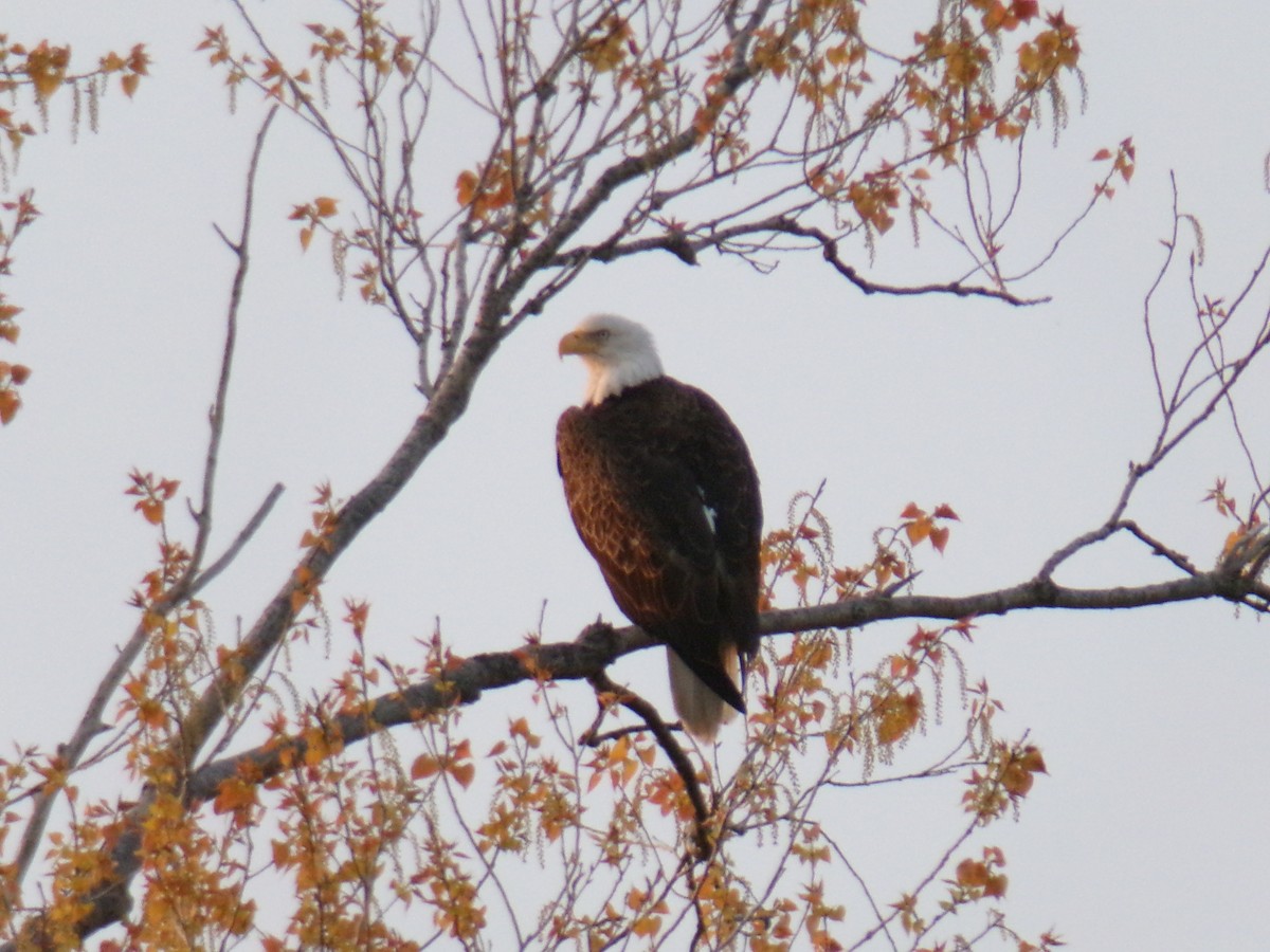 Bald Eagle - Aquiles Enriquez