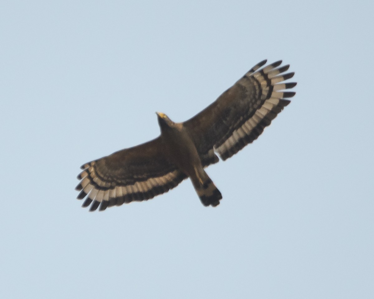 Crested Serpent-Eagle - Srinivas Mallela