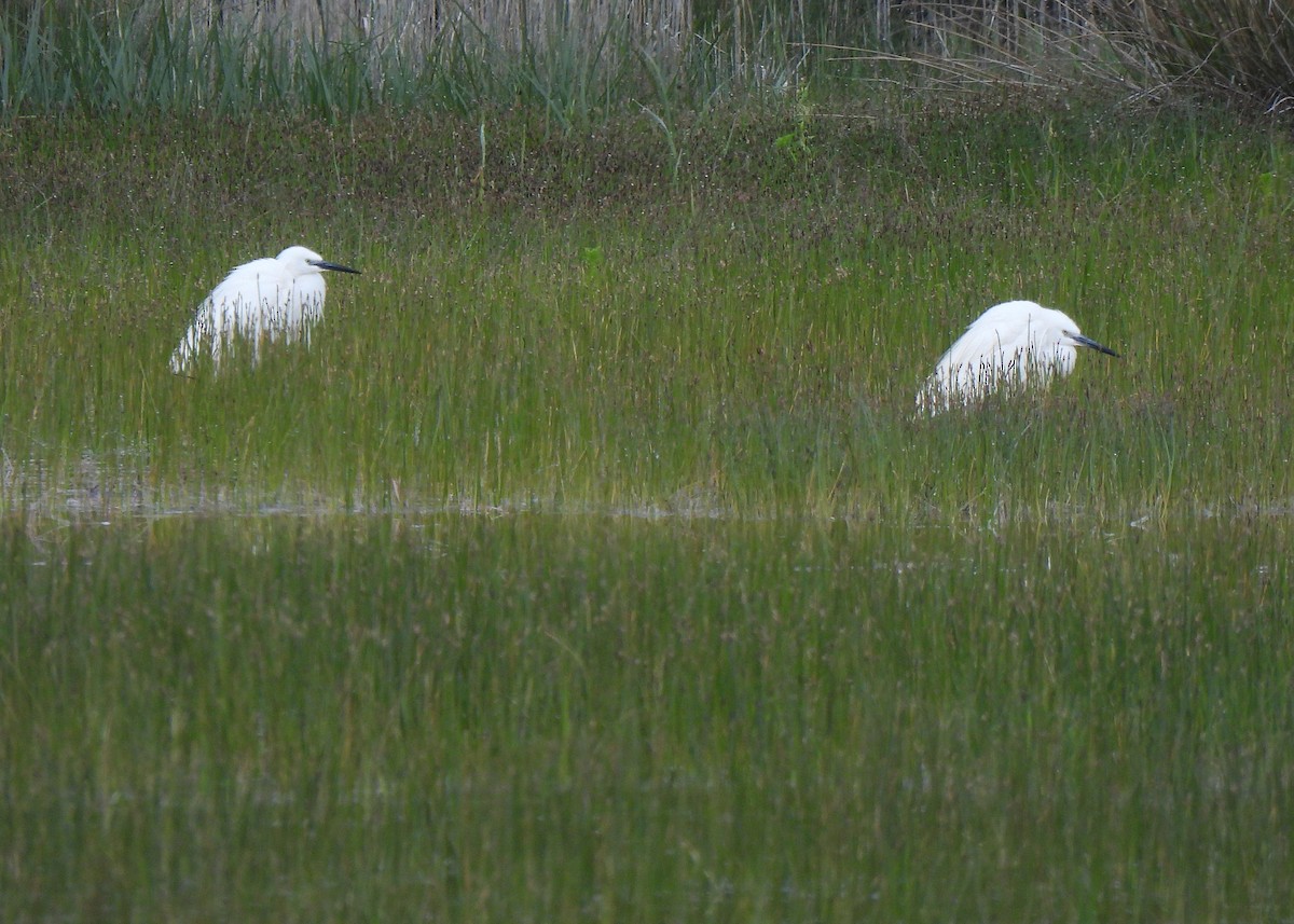 Little Egret - Alberto Laiz