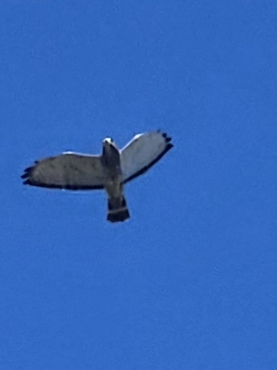 Broad-winged Hawk - Vanessa Parry