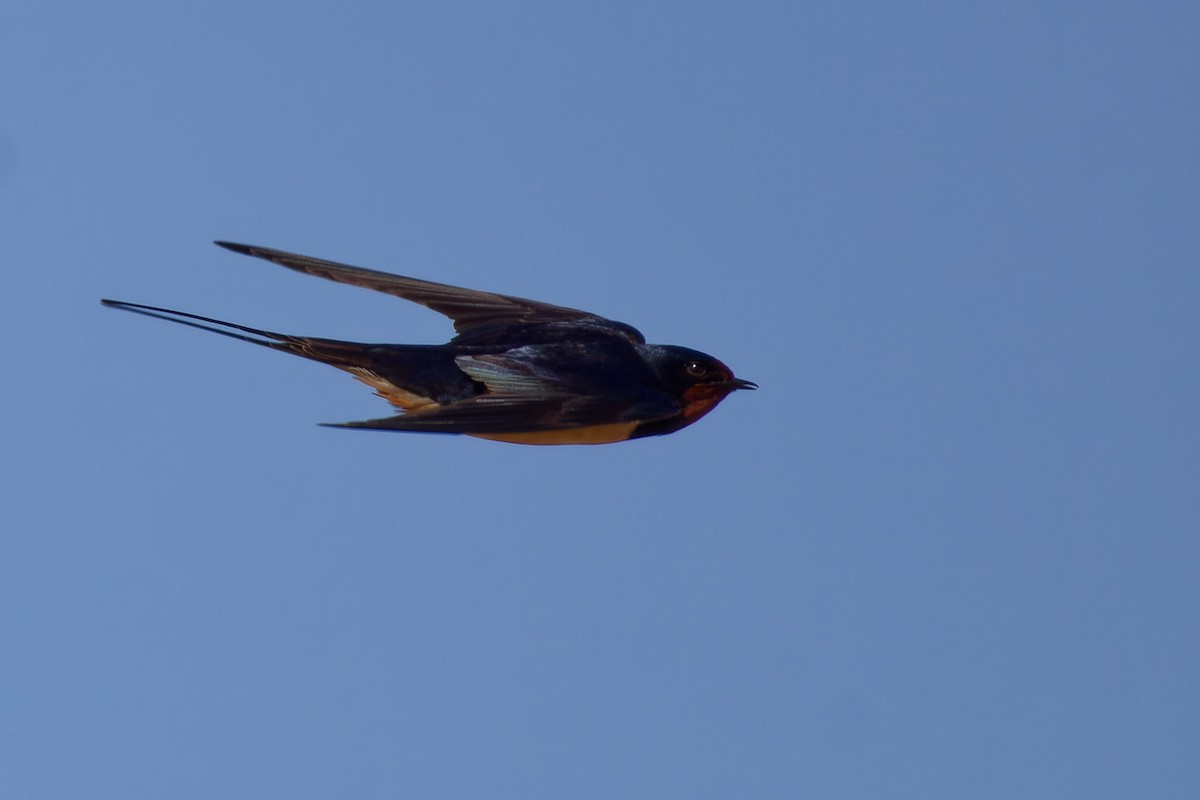 Barn Swallow - Jeffrey Leguit