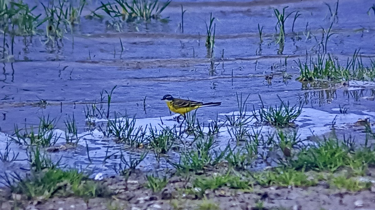 Western Yellow Wagtail - ML618150709