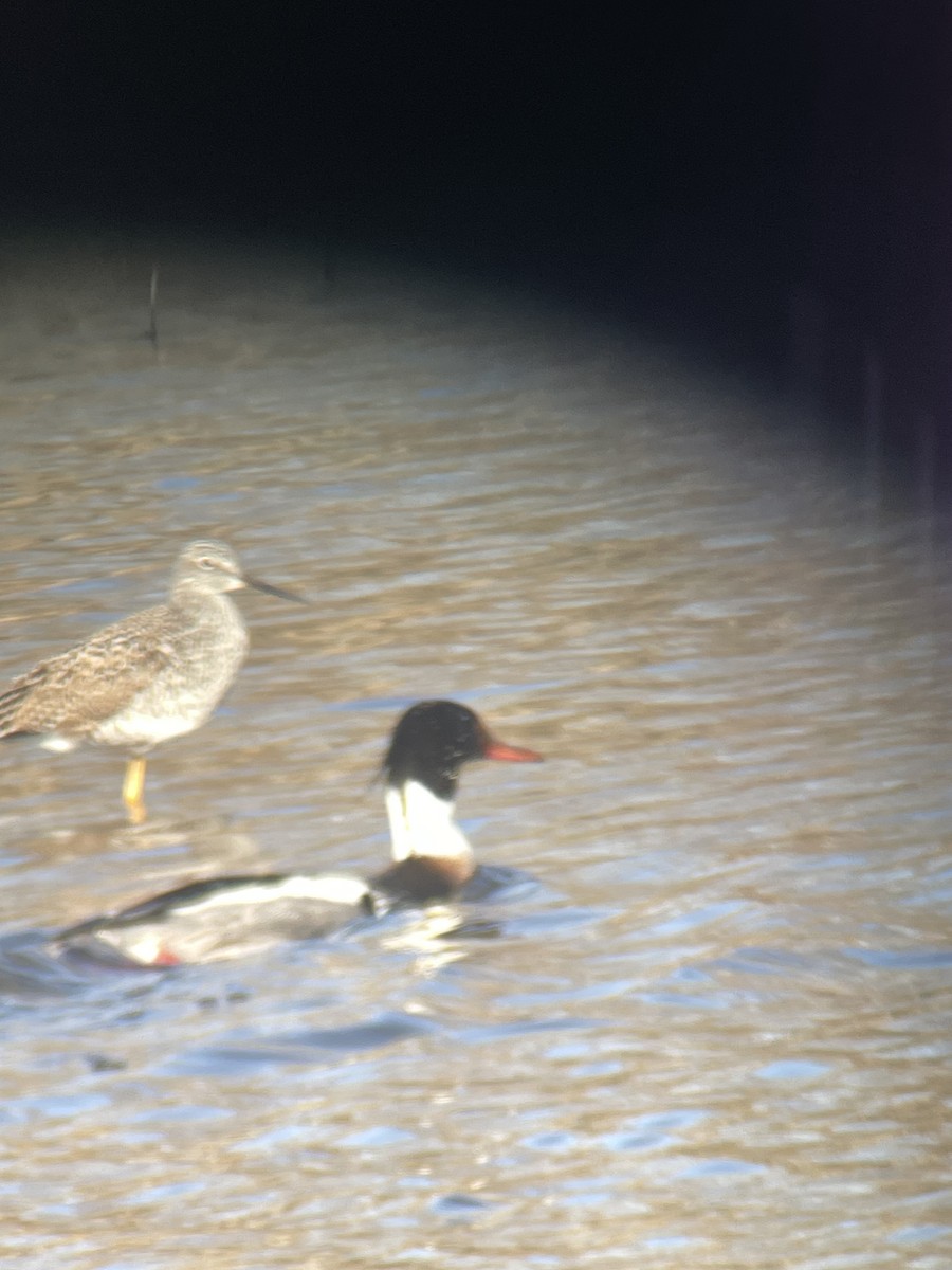 Red-breasted Merganser - ML618150711