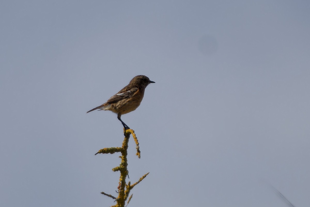 European Stonechat - Jeffrey Leguit