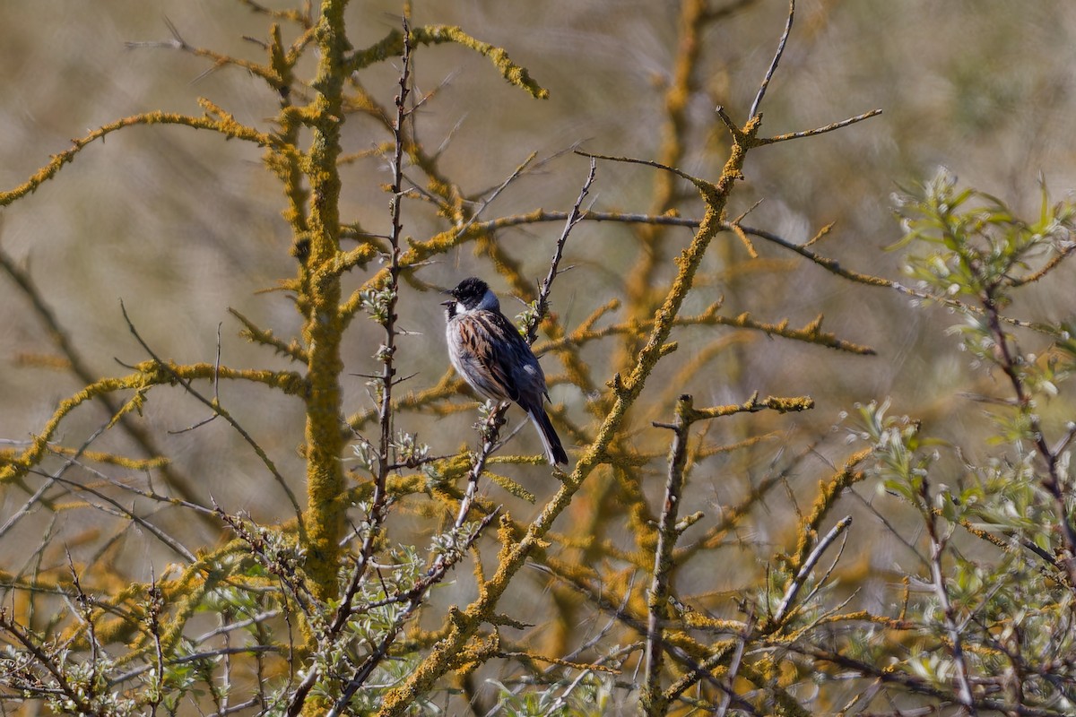 Reed Bunting - Jeffrey Leguit