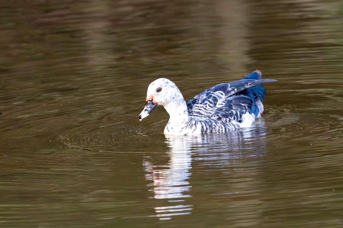 Muscovy Duck - Fernando Calmon