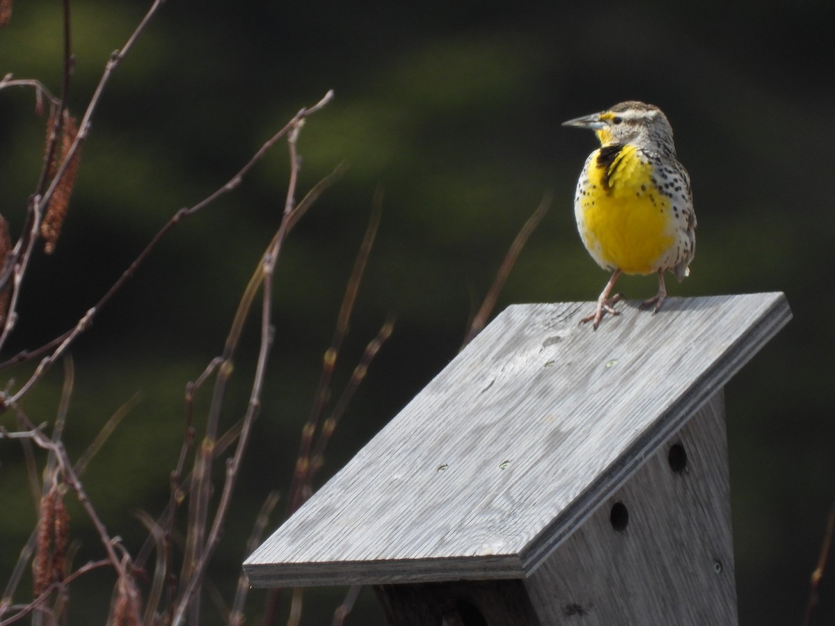 Western Meadowlark - ML618150737