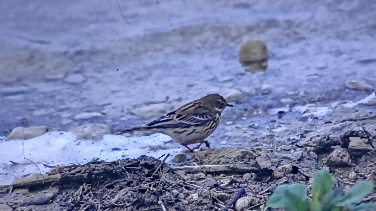 Meadow Pipit - ML618150738