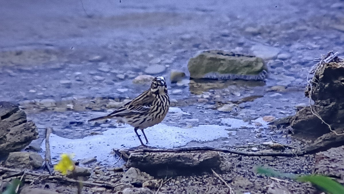 Meadow Pipit - ML618150739