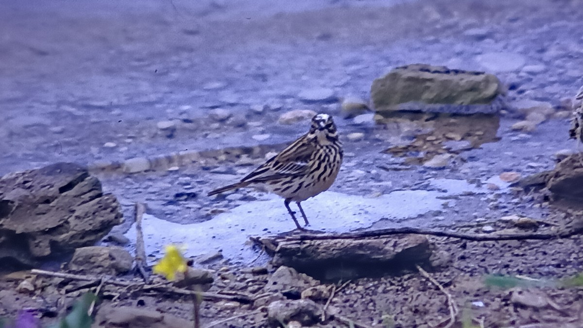 Meadow Pipit - ML618150740