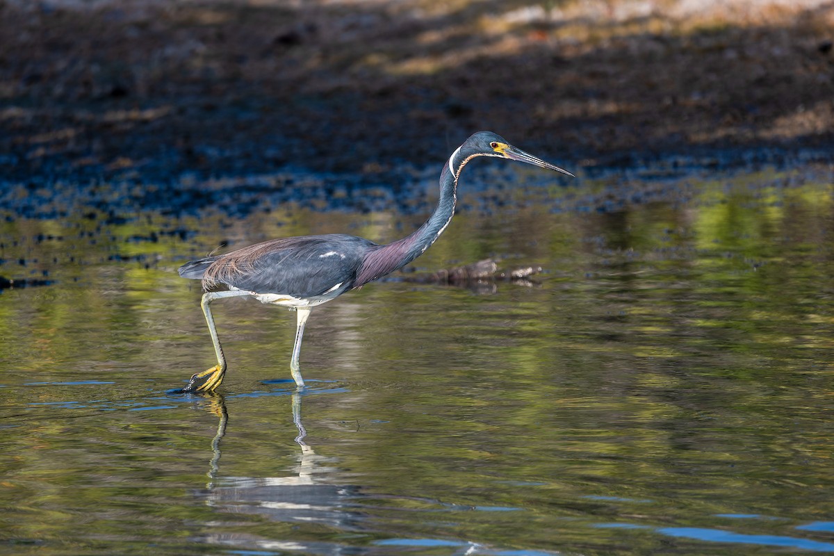 Tricolored Heron - Joseph Bartlett