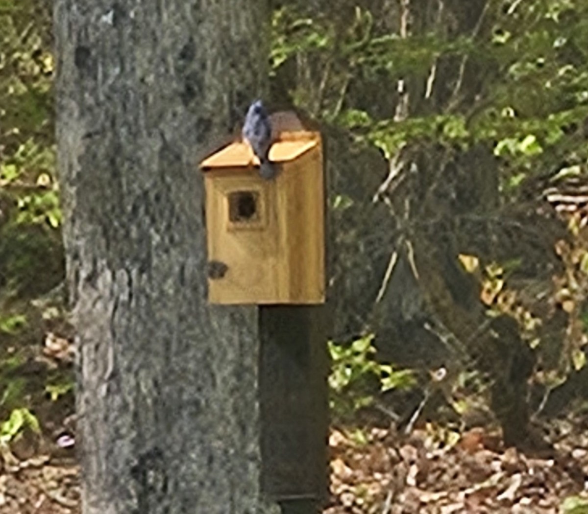 Eastern Bluebird - Vanessa Parry