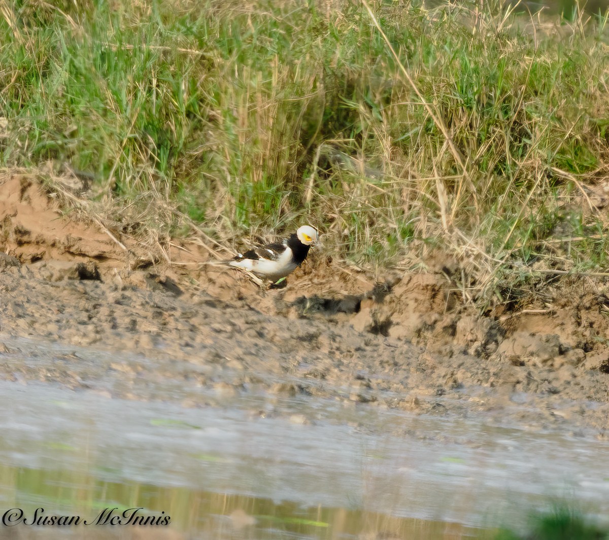 Black-collared Starling - Susan Mac