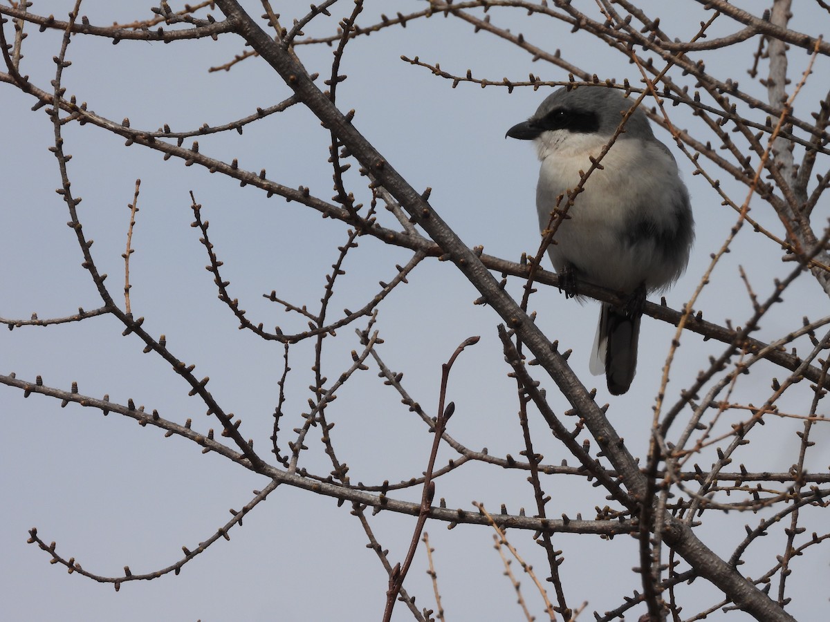 Northern Shrike - Allan Harris