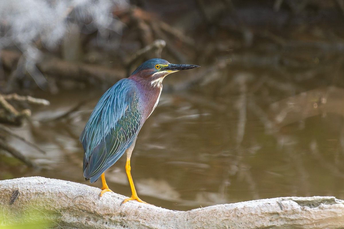 Green Heron - Joseph Bartlett