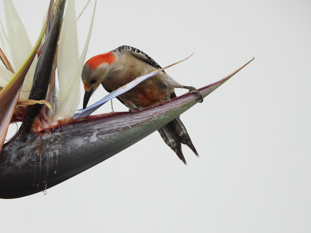 Red-bellied Woodpecker - ML618150770
