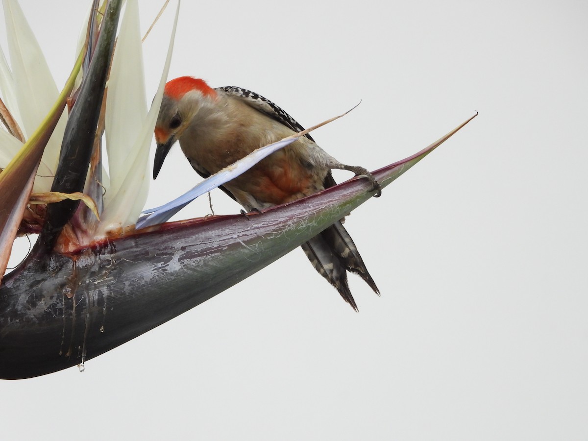 Red-bellied Woodpecker - ML618150771