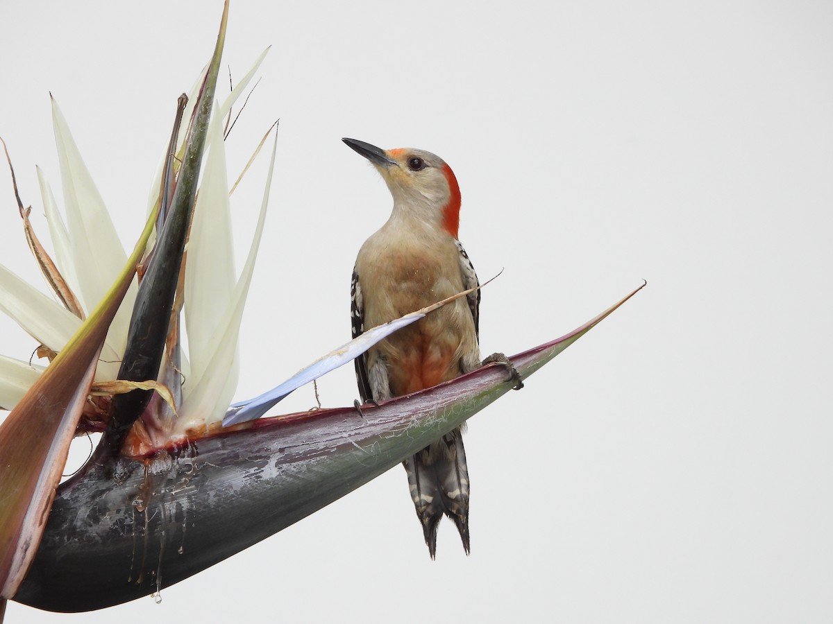 Red-bellied Woodpecker - Mark Penkower