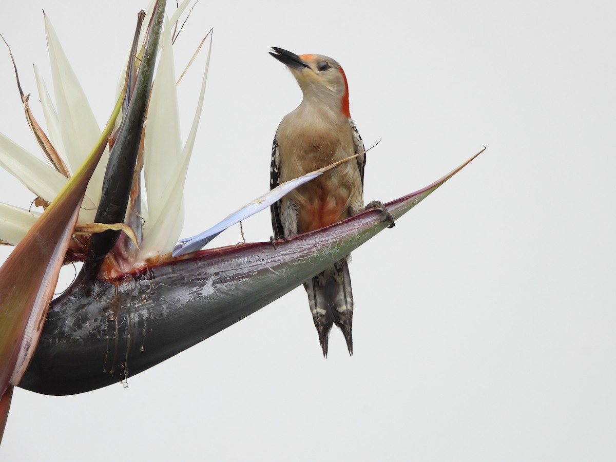 Red-bellied Woodpecker - Mark Penkower