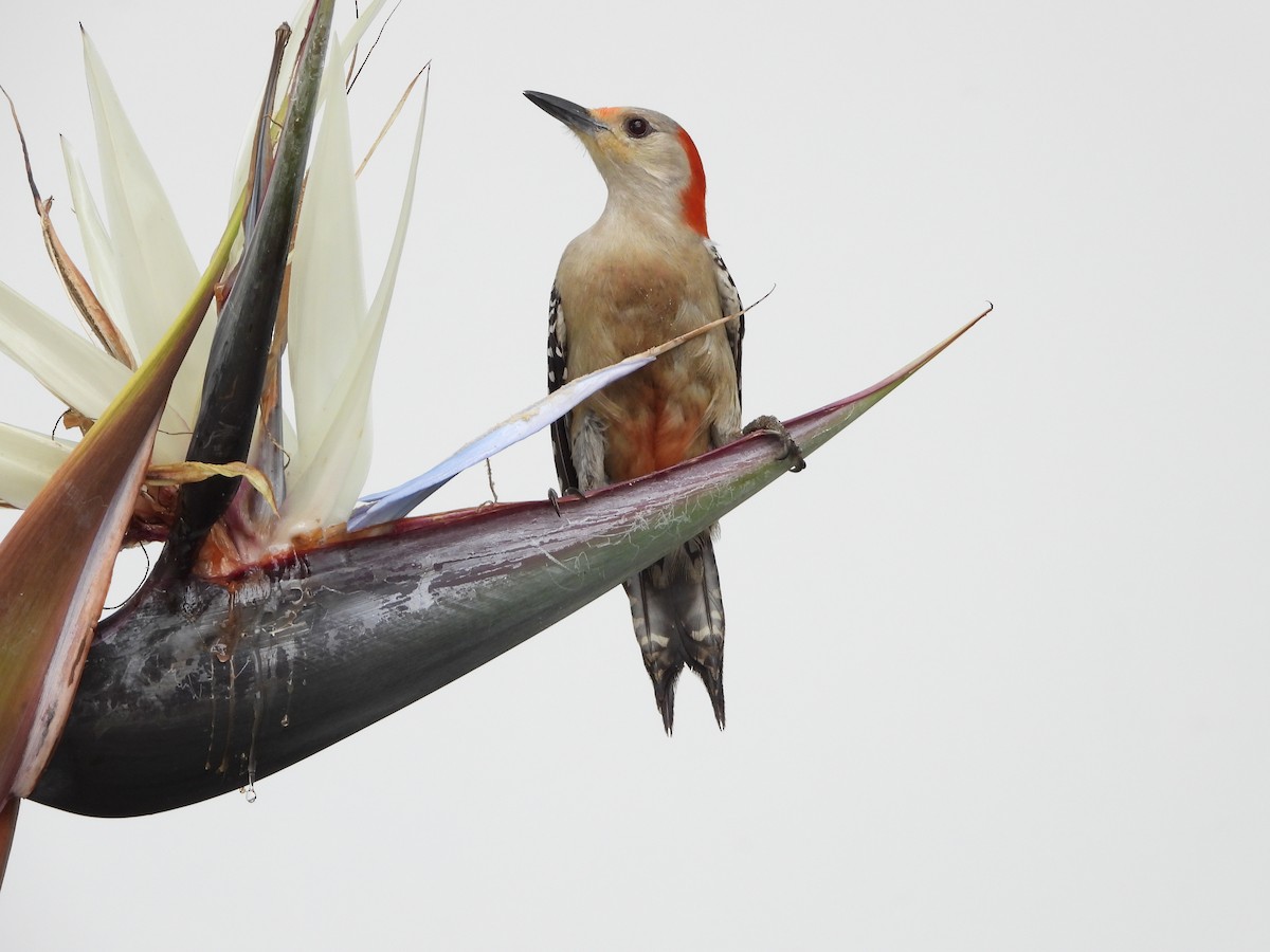 Red-bellied Woodpecker - ML618150775