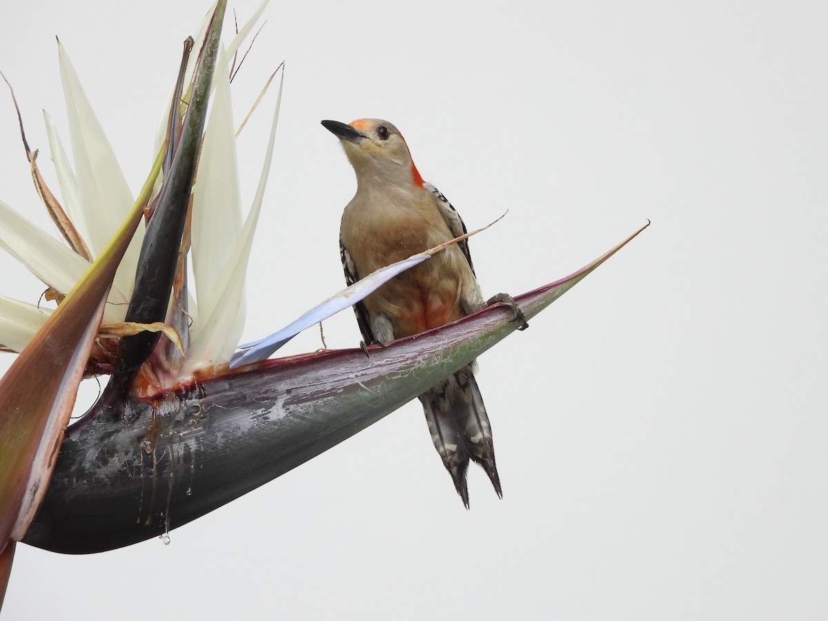 Red-bellied Woodpecker - ML618150777