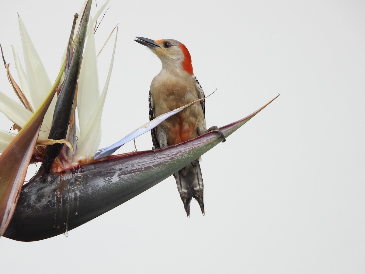 Red-bellied Woodpecker - ML618150779