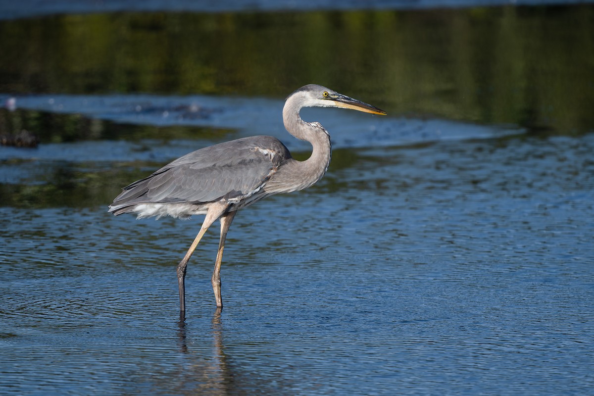 Great Blue Heron - Joseph Bartlett