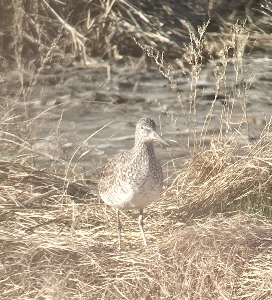 Willet (Eastern) - ML618150784